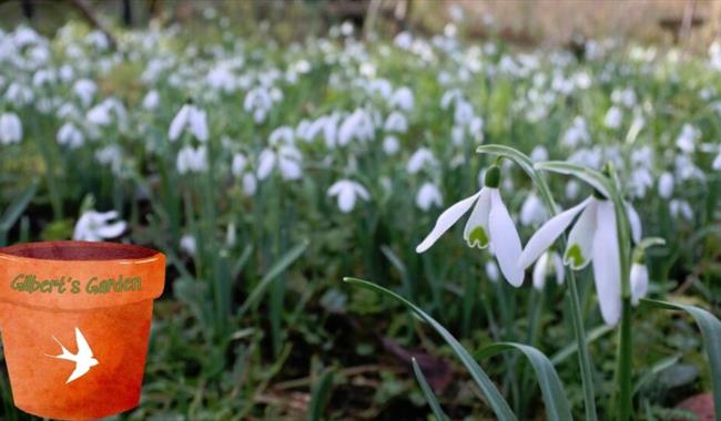 Gilbert's Garden: Snowdrops