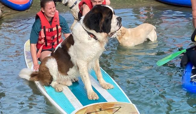 Pups on SUPs at Action Watersports in Kent
