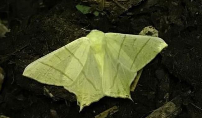 A moth
