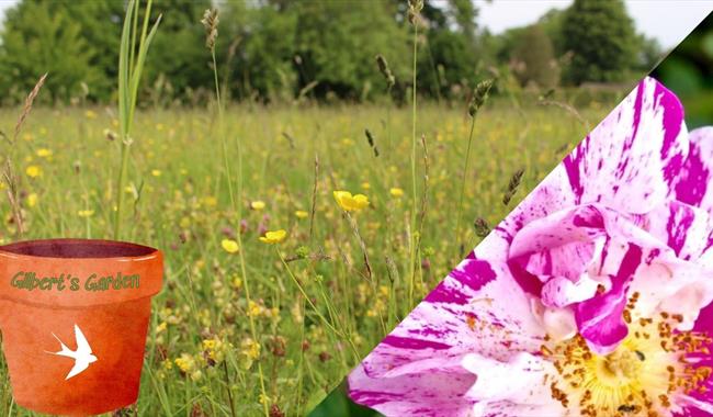 Meadow and rose
