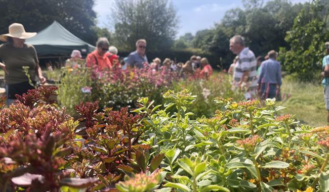 Unusual Plant Fair