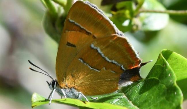 A brown butterfly