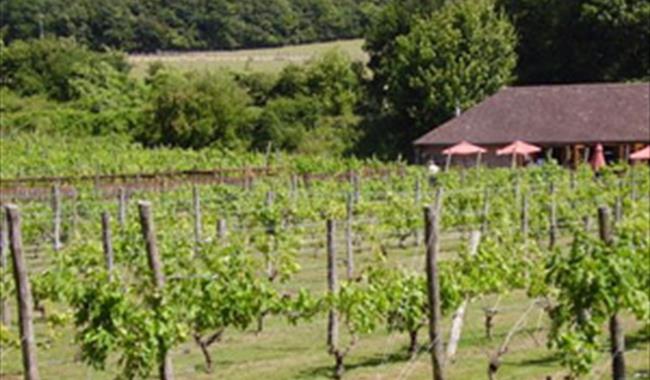 Elham Valley Vineyard