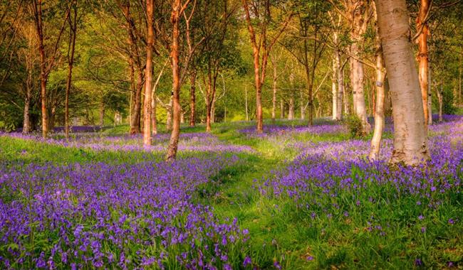 a forest full of bluebells
