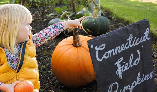 Pumpkin Trail