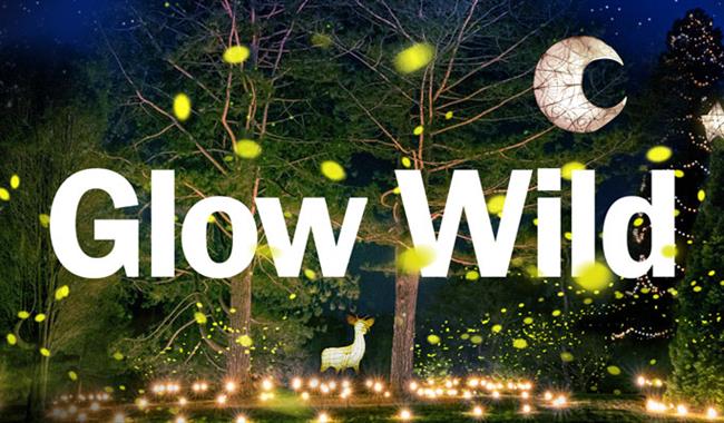 Glow Wild Christmas In Haywards Heath West Sussex Visit South East England