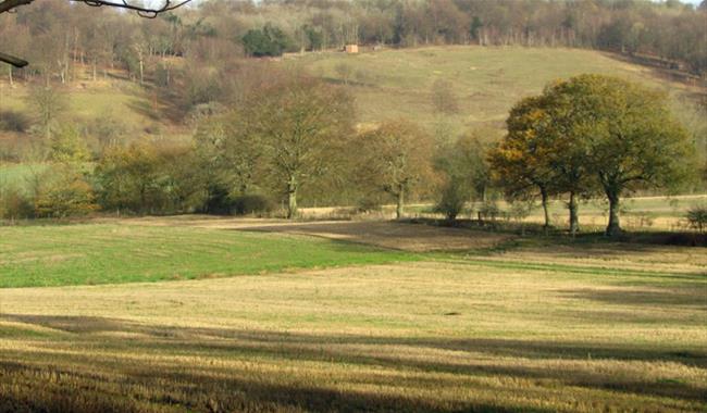 Abinger Roughs and Netley Park