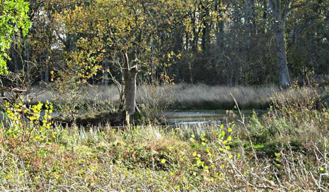 Bookham Pond