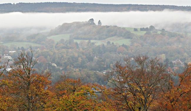 Denbies Hillside