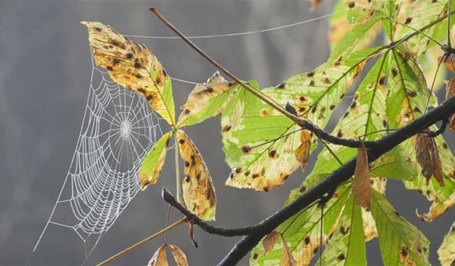 Hidden woodlands at Harewoods and Sandhills