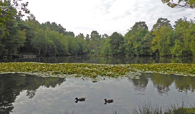 heath pond simons wood