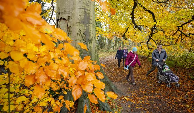 Visitors enjoying an autumnal walk.