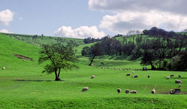 Hampshire South Downs