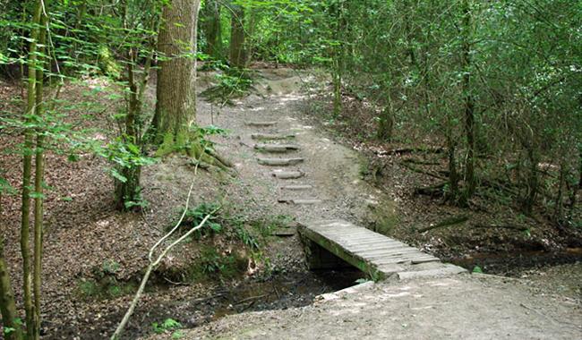 Leechpool Woods