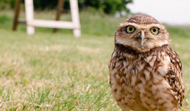 Kent Falconry Centre