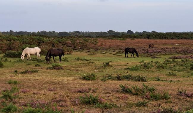 New Forest