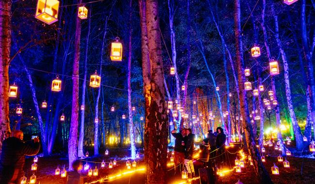 Windsor Great Park Illuminated, image Giles Smith
