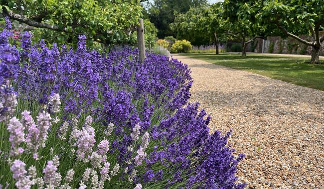 Lavender distilling in the Kitchen Garden at Belmont