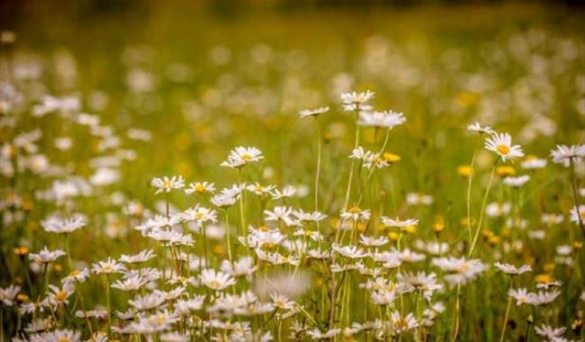 a field of yellow and white wildflowers at Wakehurst