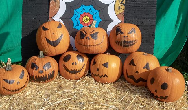 Pumpkin shooting in The New Forest