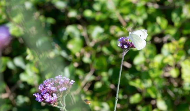 a white butterfly perching on a purple verbena flower