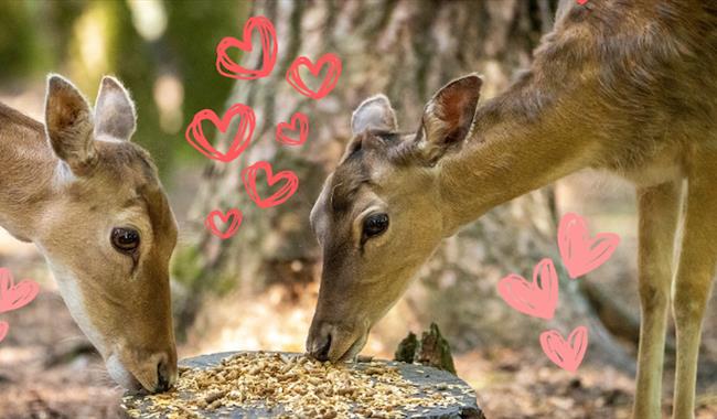 Deer feeding