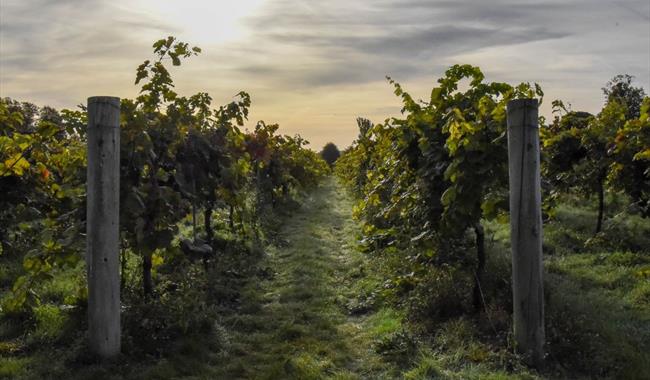 Stanlake Park Wine Estate
