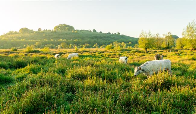 St Catherine's Hill Nature Reserve