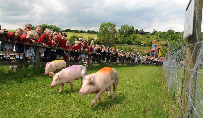 Bocketts Farm