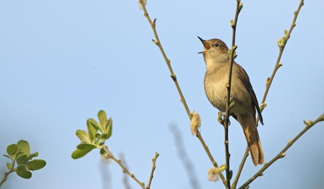Nightingales