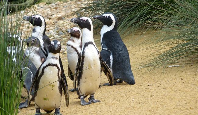Birdworld, Surrey