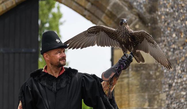 February Half Term: Hawking About Birds of Prey at Lewes Castle