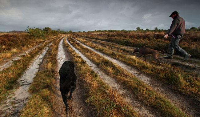 Ashdown Forest, mid Sussex - credit Chris Mole