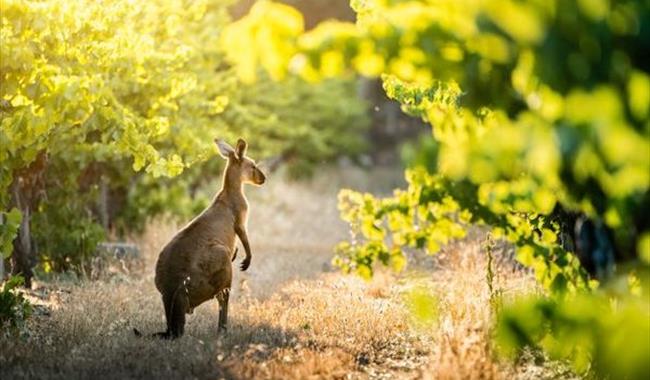 World of Wine: Explore Australia and New Zealand!