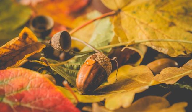 Picture of acorns which are part of the autumn adventure trail around Reading this October half term