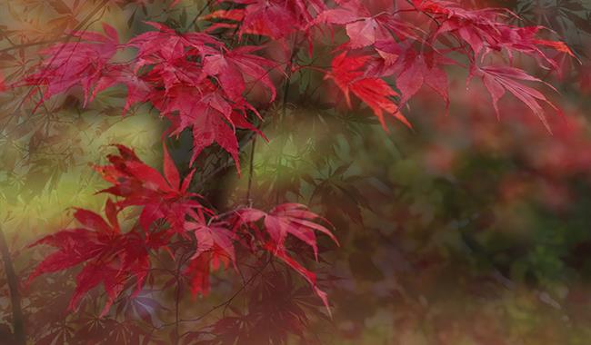Autumn Reds Photograph