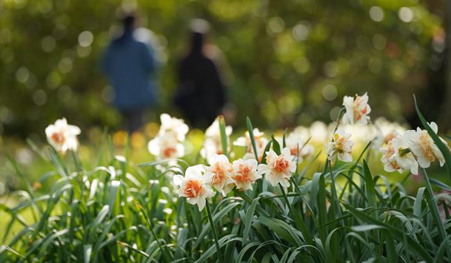 Borde Hill Garden credit John Glover