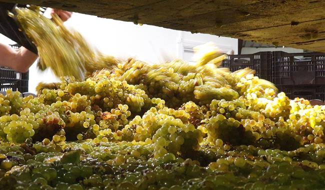 Wiston Estate Harvest winery tour