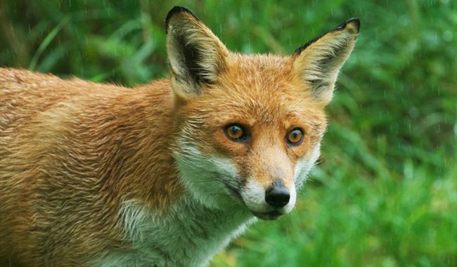 Fox at the British Wildlife Centre