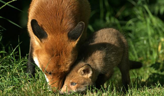 Fox Mum & Cub