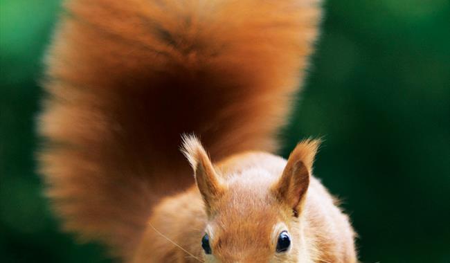Red Squirrel at the British Wildlife Centre