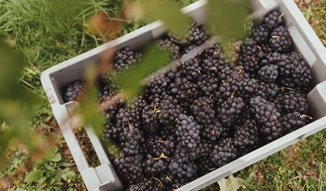 Grapes being harvested at Balfour Winery, Kent