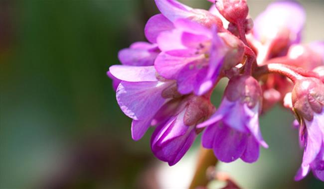 Bampton Garden Plants