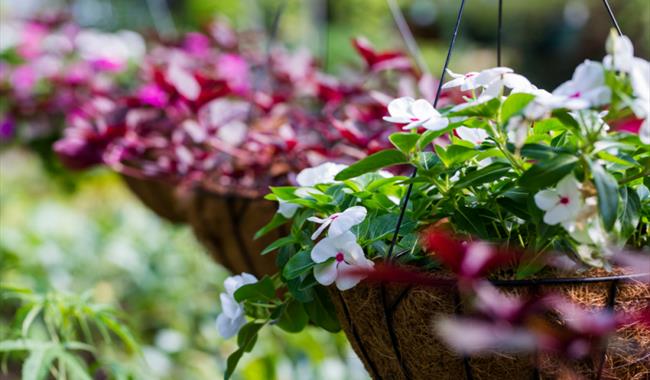 Bampton Garden Plants