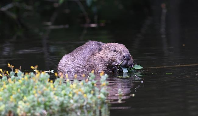 Beaver