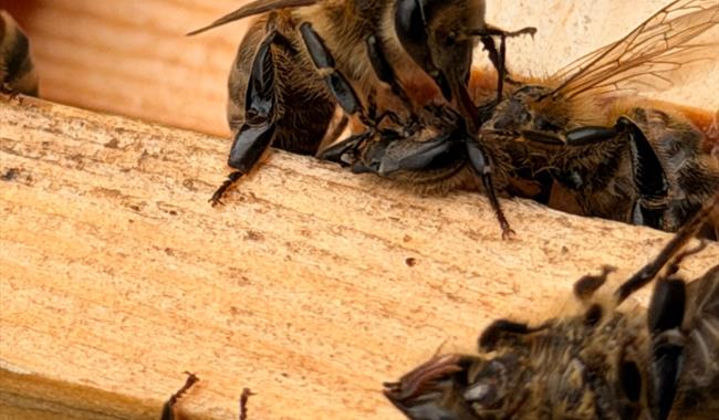 Behind the Hives
