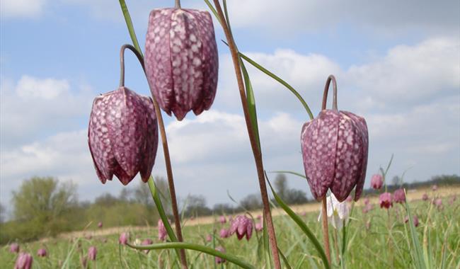 Berkshire, Buckinghamshire & Oxfordshire Wildlife Trust