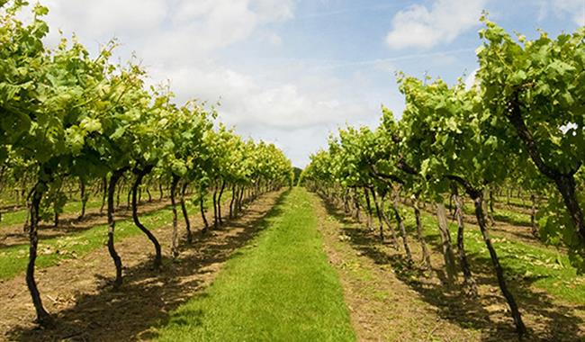 Biddenden Vineyards Ltd