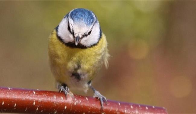 Big Garden Birdwatch event