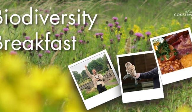a meadow background wit three polaroid pictures featuring a man, a tawny owl and a cooked breakfast